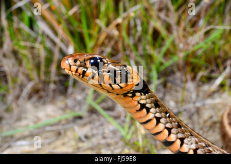 Ringelnatter (Natrix Natrix), Porträt von einem orange Ringelnatter aus Rumänien, Rumänien, Dobrudscha, Biosphaerenreservat Donaudelta Stockfoto