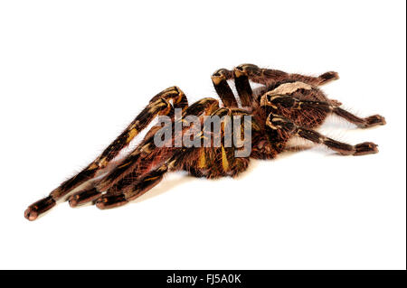 Fransen ornamentalen Tarantel (Poecilotheria Ornata), Ausschnitt, Sri Lanka Stockfoto