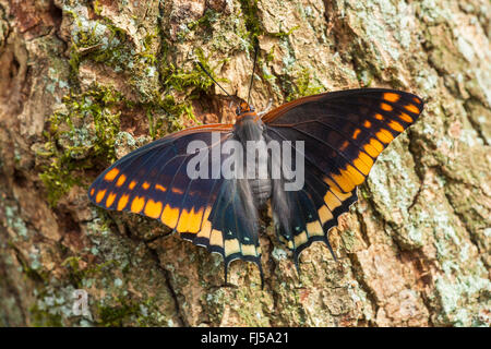 Zweiseitige Pascha, Foxy Kaiser (Charaxes Jasius), sitzt auf Rinde Stockfoto