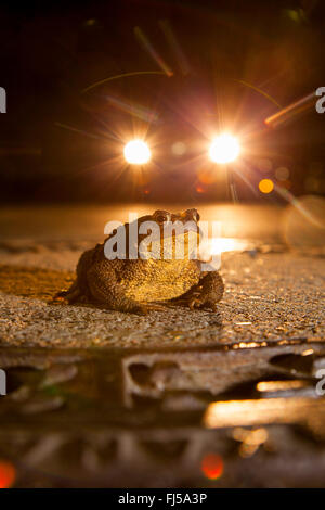 Europäischen gemeinsamen Kröte (Bufo Bufo), Kröte auf einer Straße in der Nacht mit einem Auto, Deutschland, Rheinland-Pfalz Stockfoto