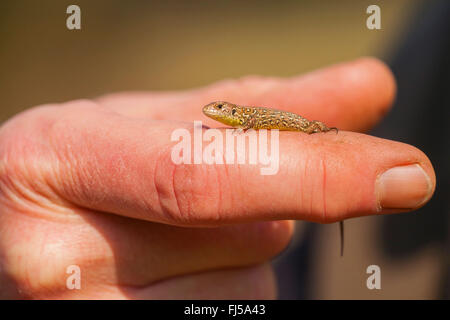 Zauneidechse (Lacerta Agilis), juvenile auf eine Hand, Deutschland, Rheinland-Pfalz Stockfoto