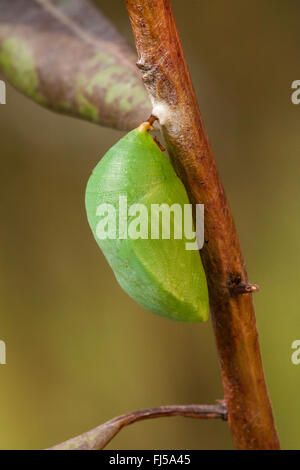 Zweiseitige Pascha, Foxy Kaiser (Charaxes Jasius), Puppe Stockfoto