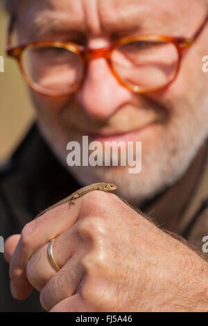 Zauneidechse (Lacerta Agilis), juvenile auf eine Hand, Deutschland, Rheinland-Pfalz Stockfoto