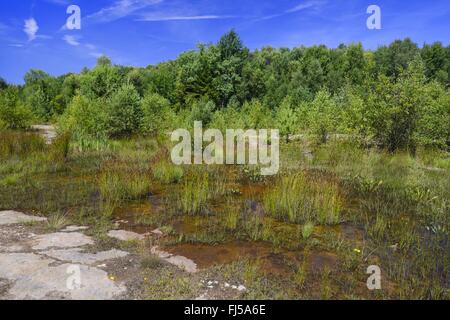 Teich in geschlossenen Steinbruch, Deutschland, Niedersachsen, Obernkirchen Obernkirchener Sandsteinbrueche Stockfoto