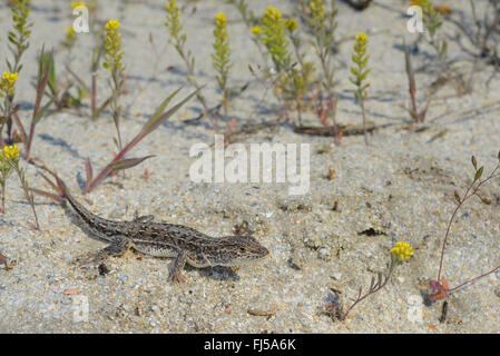 Stepperunner, Arguta (Eremias arguta, Ommateremias stepperunner Arguta), in einer Sanddüne, Rumänien, Dobrudscha, Donaudelta, Biosphaerenreservat SfÔntu Gheorgh Stockfoto