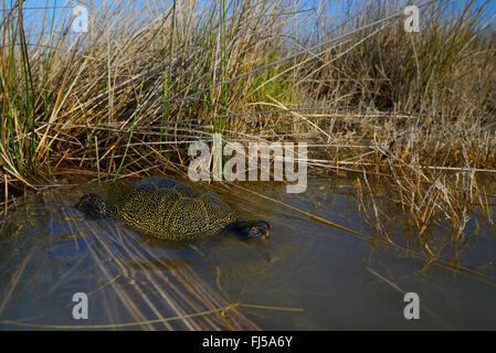 Europäische Sumpfschildkröte, Europäische Sumpfschildkröte, europäischer Teich Schildkröte (Emys Orbicularis), Europäische Teich Schildkröte im seichten Wasser am Ufer, Rumänien, Dobrudscha, Biosphaerenreservat Donaudelta Stockfoto