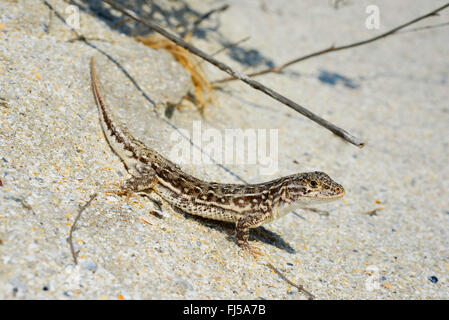 Stepperunner, Arguta (Eremias arguta, Ommateremias stepperunner Arguta), in einer Sanddüne, Rumänien, Dobrudscha, Donaudelta, Biosphaerenreservat SfÔntu Gheorgh Stockfoto