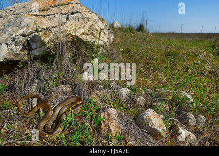 Große Peitsche Schlange, Kaspischen Whipsnake (Dolichophis Caspius, Coluber Caspius, Hierophis Caspius), große Peitsche Schlange im Donaudelta, Rumänien, Dobrudscha, Vadu Stockfoto