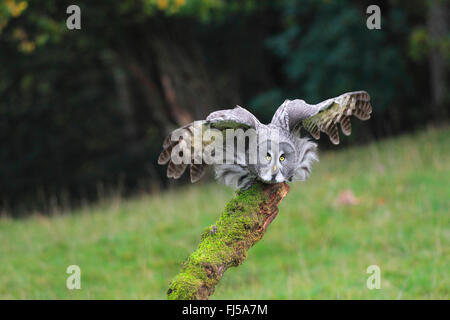 Bartkauz (Strix Nebulosa), ausgehend von einem Aussichtspunkt Stockfoto