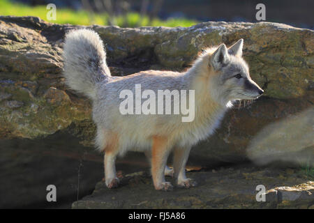 Corsac Fuchs (Vulpes Corsac), im Outdoor-Gehäuse Stockfoto