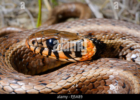 Ringelnatter (Natrix Natrix), Porträt von einer Ringelnatter mit orange Flecken am Kragen, Rumänien, Dobrudscha, Biosphaerenreservat Donaudelta Stockfoto
