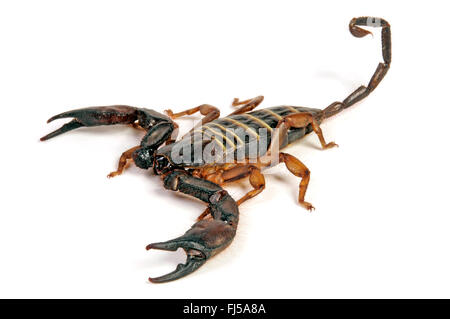 South African Rock Skorpion, flachen Felsen Skorpion (Hadogenes Troglodytes), großen südafrikanischen Felsen Skorpion in Verteidigung Haltung, Südafrika Stockfoto