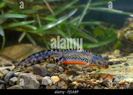 Bergmolch (Triturus Alpestris, Ichthyosaura Alpestris, Mesotriton Alpestris Ichthyosaura Alpestris Carpathica), männliche Bergmolch aus den Karpaten, Rumänien, Karpaten Stockfoto