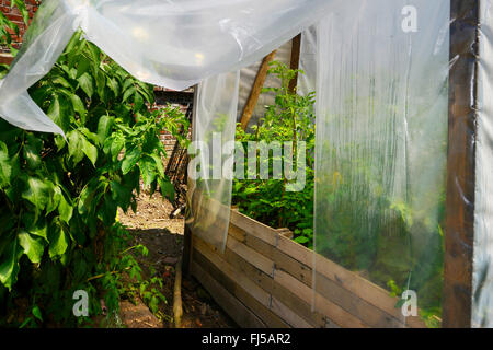 Garten Tomaten (Solanum Lycopersicum, Lycopersicon Esculentum), selbstgebaut Gewächshaus mit Tomatenpflanzen, Deutschland Stockfoto