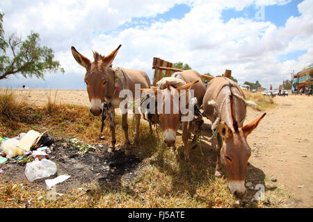 Inländische Esel (Equus Asinus Asinus), drei Pack-Esel an einem Straßenrand, Kenia Stockfoto