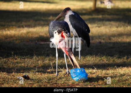 Marabou Storch (Leptoptilos Crumeniferus), zwei Marabu Störche auf den Feed in Müll, Kenia Stockfoto