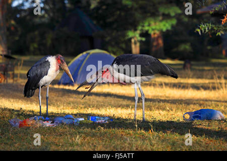 Marabou Storch (Leptoptilos Crumeniferus), zwei Marabu Störche auf den Feed in Müll, Kenia Stockfoto