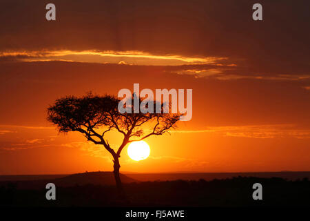 Akazie bei Sonnenuntergang im Masai Mara, Kenia, Masai Mara National Park Stockfoto