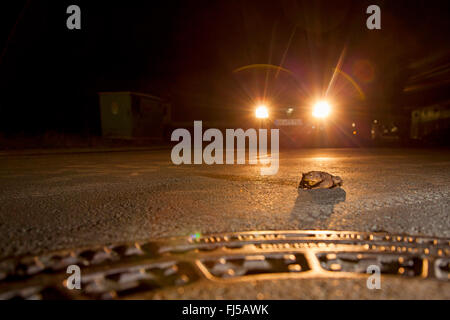 Europäischen gemeinsamen Kröte (Bufo Bufo), Kröte auf einer Straße in der Nacht mit einem Auto, Deutschland, Rheinland-Pfalz Stockfoto