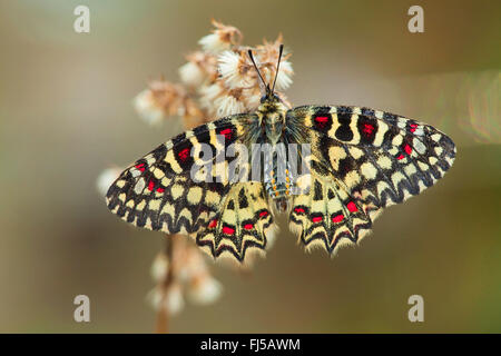 Spanisch Schwalbenschwanz, südlichen Schwalbenschwanz (Zerynthia Rumina), am Blütenstand Stockfoto