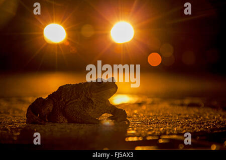 Europäischen gemeinsamen Kröte (Bufo Bufo), Kröte auf einer Straße in der Nacht mit einem Auto, Deutschland, Rheinland-Pfalz Stockfoto