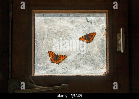 großen Schildpatt (Nymphalis Polychloros, Vanessa Polychloros), zwei große tortie auf einem alten Fenster, Deutschland, Rheinland-Pfalz Stockfoto