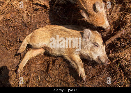 Wildschwein, Schwein, Wildschwein (Sus Scrofa), hatte in ein Schwein wälzen, Deutschland, Rheinland-Pfalz Stockfoto