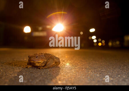 Europäischen gemeinsamen Kröte (Bufo Bufo), Kröte auf einer Straße in der Nacht mit einem Auto, Deutschland, Rheinland-Pfalz Stockfoto