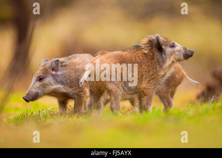 Wildschwein, Schwein, Wildschwein (Sus Scrofa), Runts, Deutschland, Rheinland-Pfalz Stockfoto