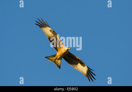 Rotmilan (Milvus Milvus), Segelfliegen, Großbritannien, Schottland Stockfoto