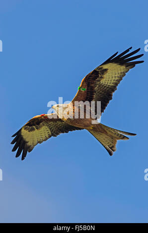 Rotmilan (Milvus Milvus), Segelfliegen, Großbritannien, Schottland Stockfoto