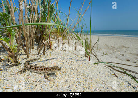 Stepperunner, Arguta (Eremias arguta, Ommateremias stepperunner Arguta), in einer Sanddüne am Strand, Rumänien, Dobrudscha, Donaudelta, Biosphaerenreservat SfÔntu Gheorgh Stockfoto