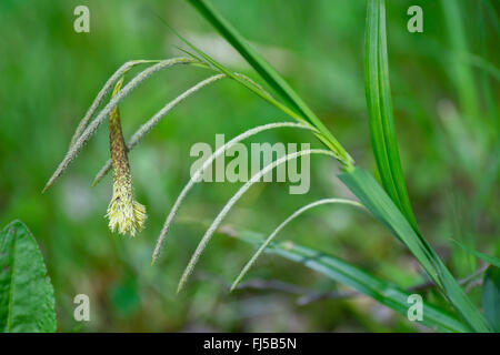 Hängende Segge, Riesen-Segge Grass (Carex Pendel), männliche und weibliche Spikes, Oberbayern, Oberbayern, Bayern, Deutschland Stockfoto