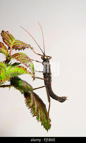 Stabheuschrecke (Peruphasma Schultei), klettert auf einem Blatt, Peru Stockfoto