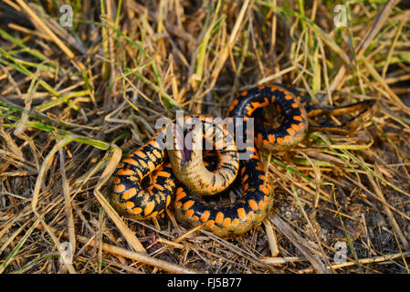 Würfelnatter (Natrix tessellata), Schlange tot, Rumänien, Dobrudscha, Donaudelta, Biosphaerenreservat SfÔntu Gheorgh Stockfoto