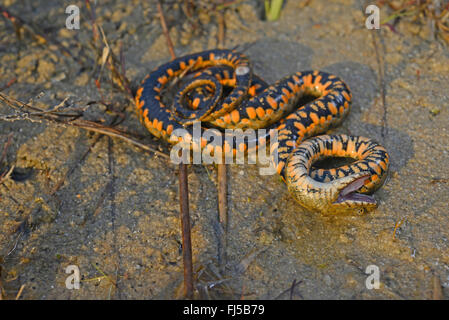 Würfelnatter (Natrix tessellata), Schlange tot, Rumänien, Dobrudscha, Donaudelta, Biosphaerenreservat SfÔntu Gheorgh Stockfoto