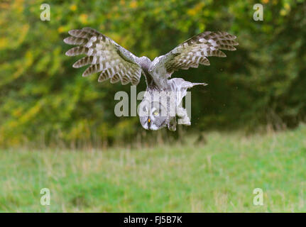 Bartkauz (Strix Nebulosa), Ansatz zum Aussichtspunkt Stockfoto