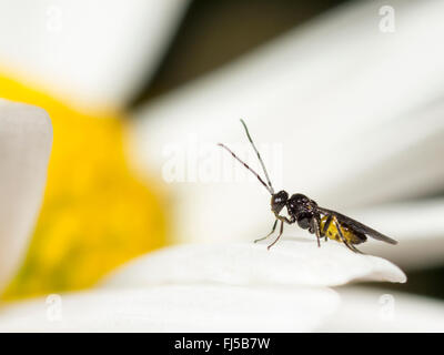 Braconiden, Braconiden Wespe (Bracon Atrator), Männchen auf der Blume von Oxeye-Daisy (Leucanthemum Vulgare), Deutschland Stockfoto