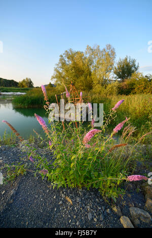 Schmetterlingsstrauch, violett Schmetterlingsstrauch Sommer Flieder, Sommerflieder, Orange Auge (Buddleja Davidii, Sommerflieder Davidii), blühen am See, Deutschland, Bergisches Land, Steinbruch Osterholz, Dornap, Wuppertal Stockfoto