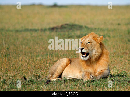 Löwe (Panthera Leo), Männlich, Kenia, Masai Mara Nationalpark Stockfoto