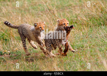 Gepard (Acinonyx Jubatus), zwei jungen streiten für Beute, Kenia, Masai Mara Nationalpark Stockfoto