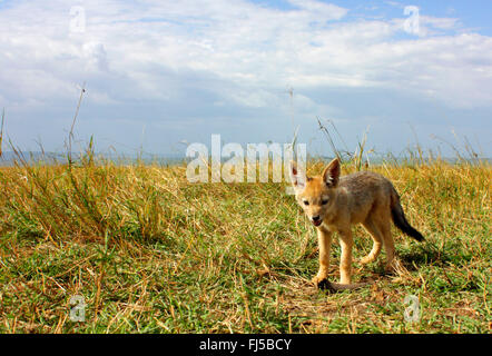 Black-backed Jackal (Canis Mesomelas), Jungtier in Savanne, Kenia, Masai Mara Nationalpark Stockfoto