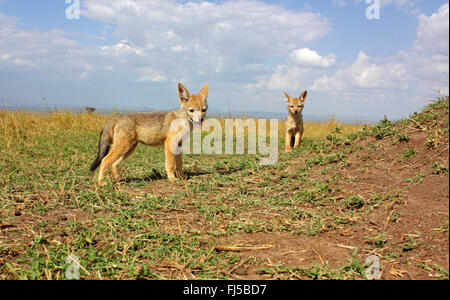 Black-backed Jackal (Canis Mesomelas), Jungtiere in Savanne, Kenia, Masai Mara Nationalpark Stockfoto