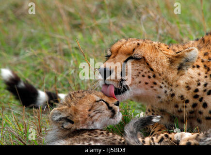 Gepard (Acinonyx Jubatus), Frau leckt junges, Kenia, Masai Mara Nationalpark Stockfoto