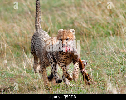 Gepard (Acinonyx Jubatus), zwei jungen streiten für Beute, Kenia, Masai Mara Nationalpark Stockfoto