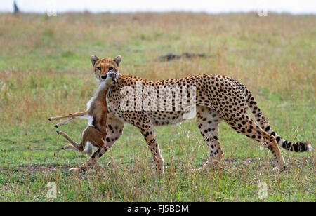 Gepard (Acinonyx Jubatus), mit Gefangenen Junge Antilope, Kenia, Masai Mara Nationalpark Stockfoto
