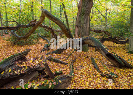 Eiche (Quercus spec.), Urwald Hasbruch im Herbst, Deutschland, Niedersachsen, Oldenburger Land Stockfoto