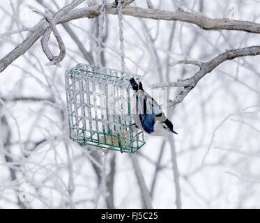 Weißer-breasted Kleiber Sitta Carolinensis auf Talg Feeder im frostigen Winterwetter Stockfoto