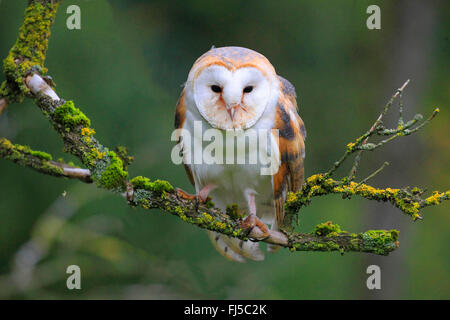 Schleiereule (Tyto Alba), sitzt auf einem Ast, Deutschland Stockfoto