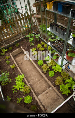 Gemüsebau in einem Gewächshaus, Salat, Zucchini, Tomaten und Kürbis, Deutschland, Rheinland-Pfalz Stockfoto